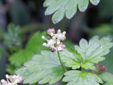 Nanocnide japonica