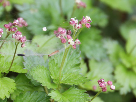 Nanocnide japonica