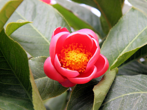 Camellia amplexicaulis