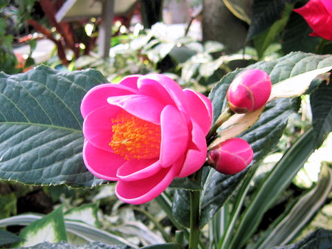 Camellia amplexicaulis