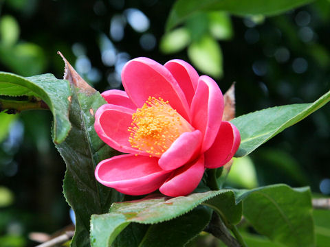 Camellia amplexicaulis