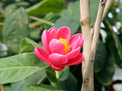 Camellia amplexicaulis