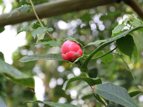 Camellia amplexicaulis