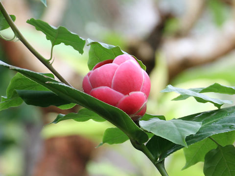 Camellia amplexicaulis