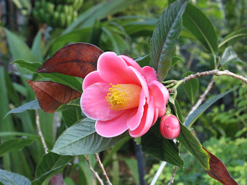 Camellia amplexicaulis