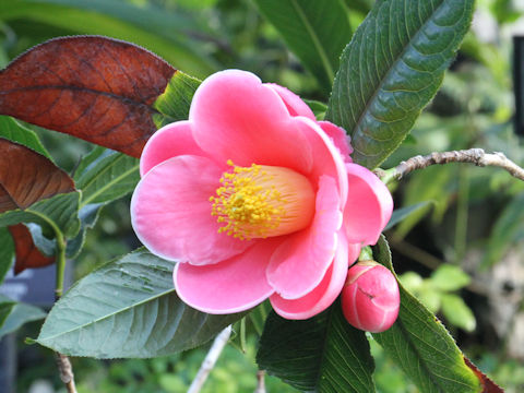 Camellia amplexicaulis