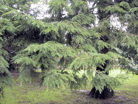 Tsuga canadensis