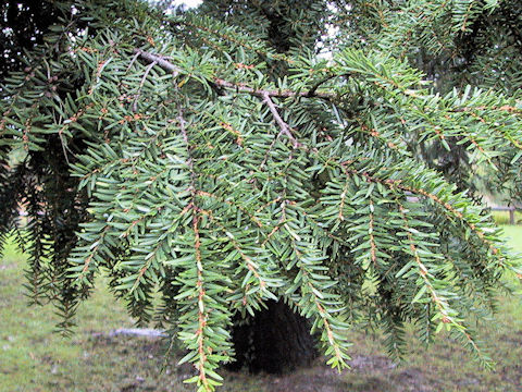 Tsuga canadensis