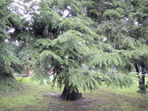 Tsuga canadensis