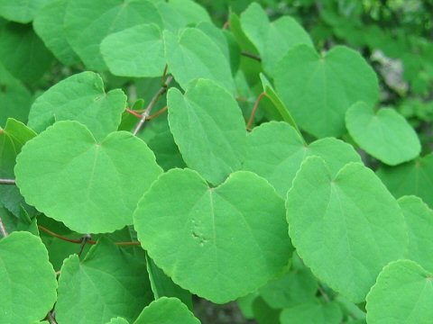 Cercidiphyllum japonicum