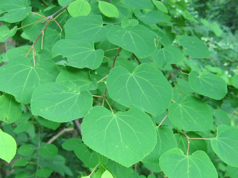 Cercidiphyllum japonicum