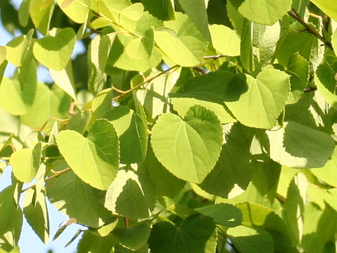 Cercidiphyllum japonicum