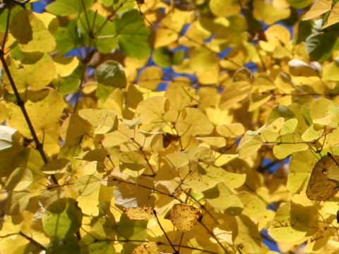 Cercidiphyllum japonicum