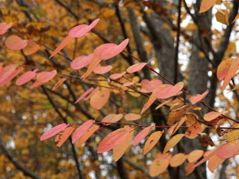 Cercidiphyllum japonicum