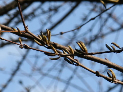 Cercidiphyllum japonicum