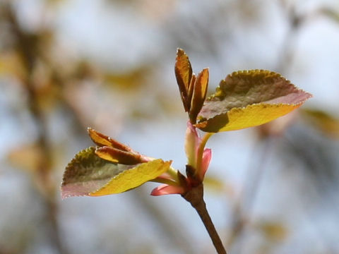 Cercidiphyllum japonicum