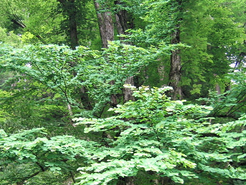 Cercidiphyllum japonicum