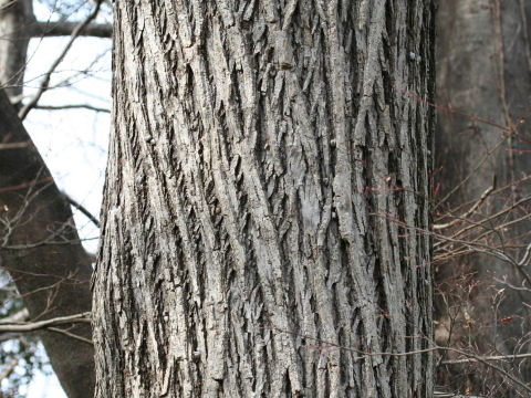 Cercidiphyllum japonicum