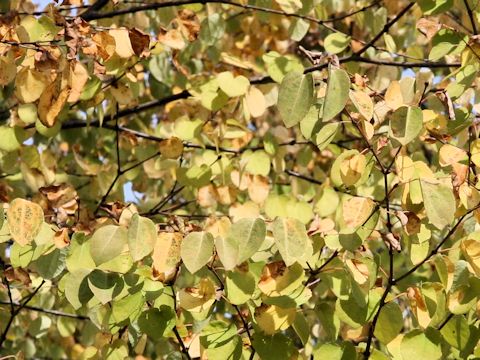 Cercidiphyllum japonicum