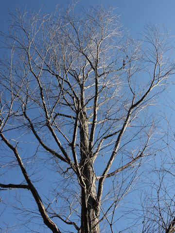 Cercidiphyllum japonicum