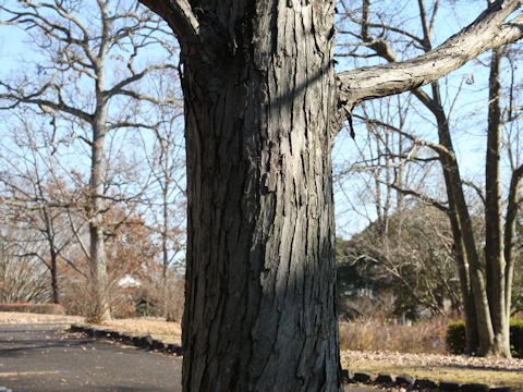 Cercidiphyllum japonicum