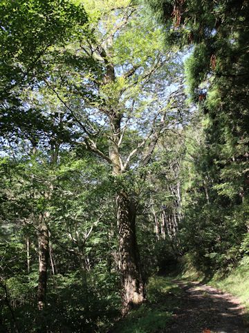 Cercidiphyllum japonicum