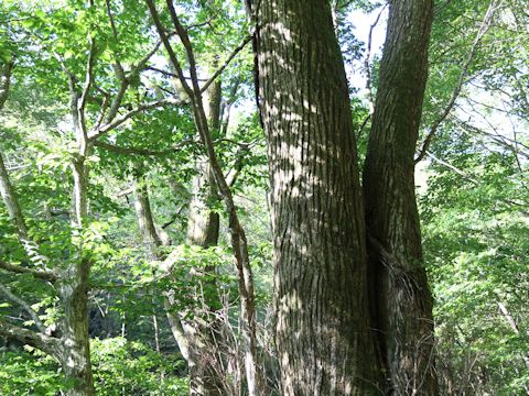 Cercidiphyllum japonicum