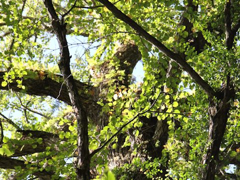 Cercidiphyllum japonicum