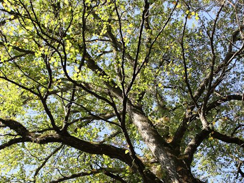 Cercidiphyllum japonicum