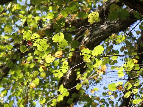 Cercidiphyllum japonicum