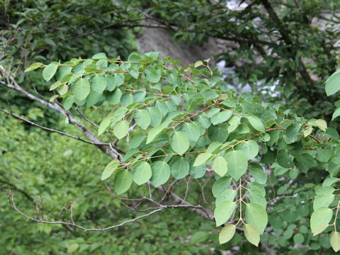 Cercidiphyllum japonicum