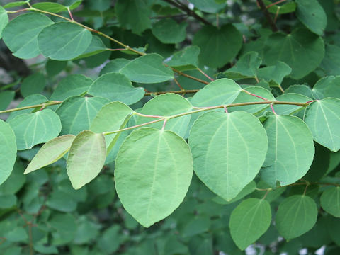 Cercidiphyllum japonicum