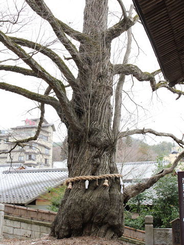 Cercidiphyllum japonicum