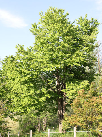 Cercidiphyllum japonicum