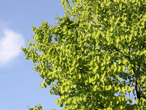 Cercidiphyllum japonicum