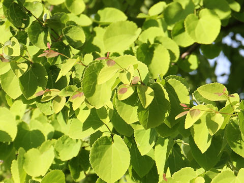 Cercidiphyllum japonicum