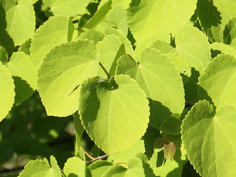 Cercidiphyllum japonicum