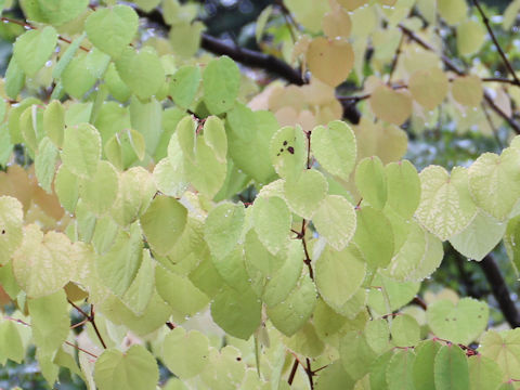 Cercidiphyllum japonicum