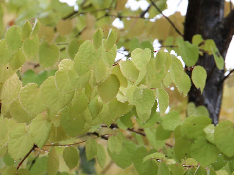 Cercidiphyllum japonicum