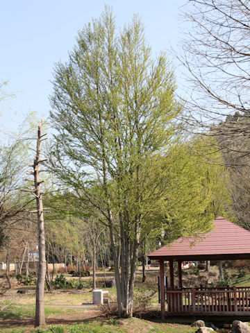 Cercidiphyllum japonicum