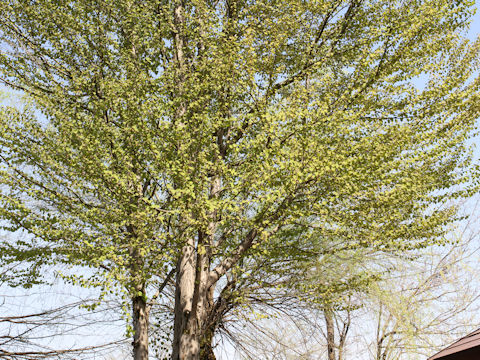 Cercidiphyllum japonicum