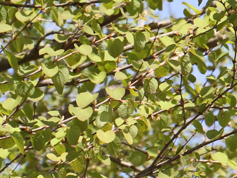 Cercidiphyllum japonicum