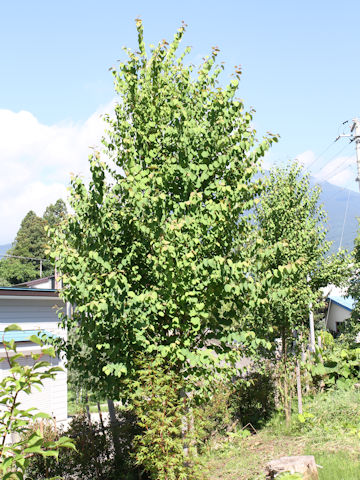 Cercidiphyllum japonicum