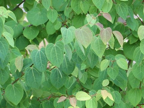 Cercidiphyllum japonicum