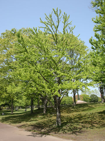 Cercidiphyllum japonicum