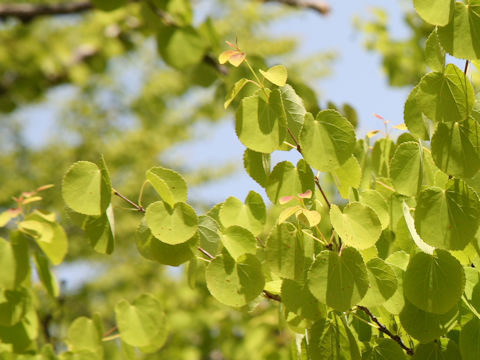 Cercidiphyllum japonicum