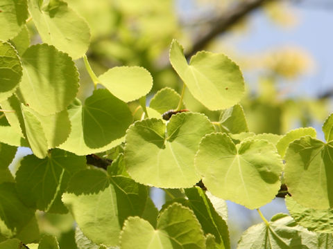 Cercidiphyllum japonicum