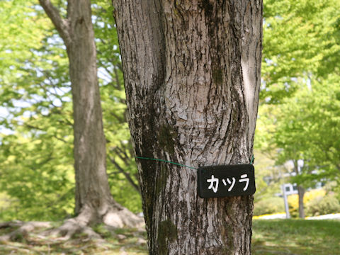 Cercidiphyllum japonicum