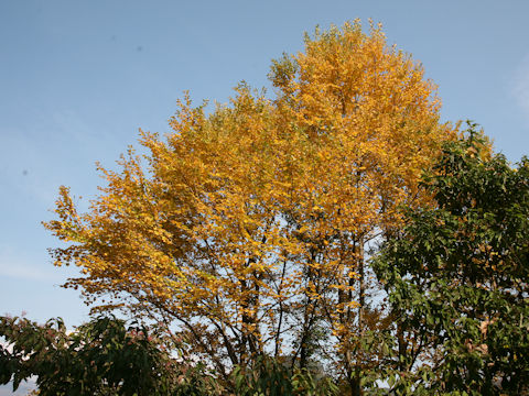 Cercidiphyllum japonicum