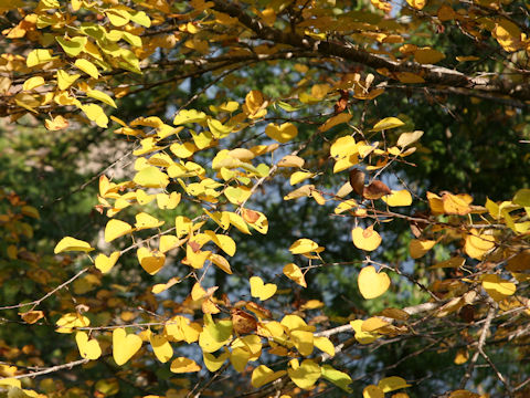 Cercidiphyllum japonicum